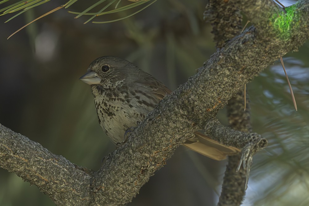 Fox Sparrow - ML638232306