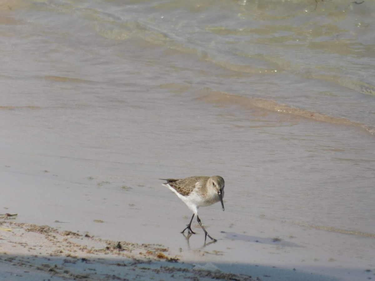 Dunlin - ML638232307