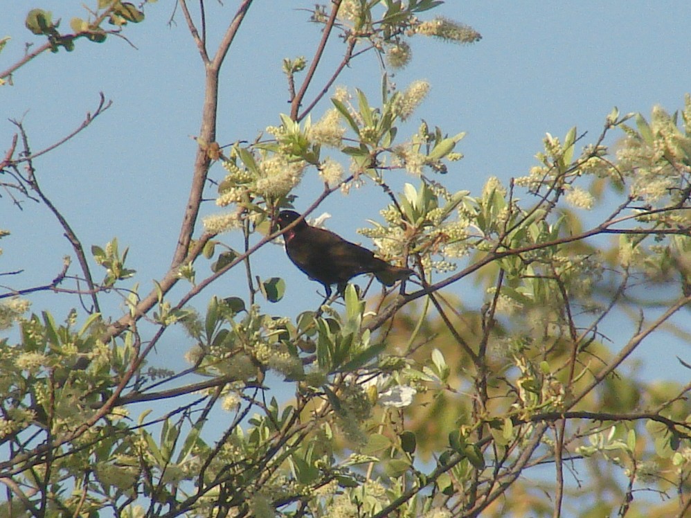 Amethyst Sunbird - ML638232331