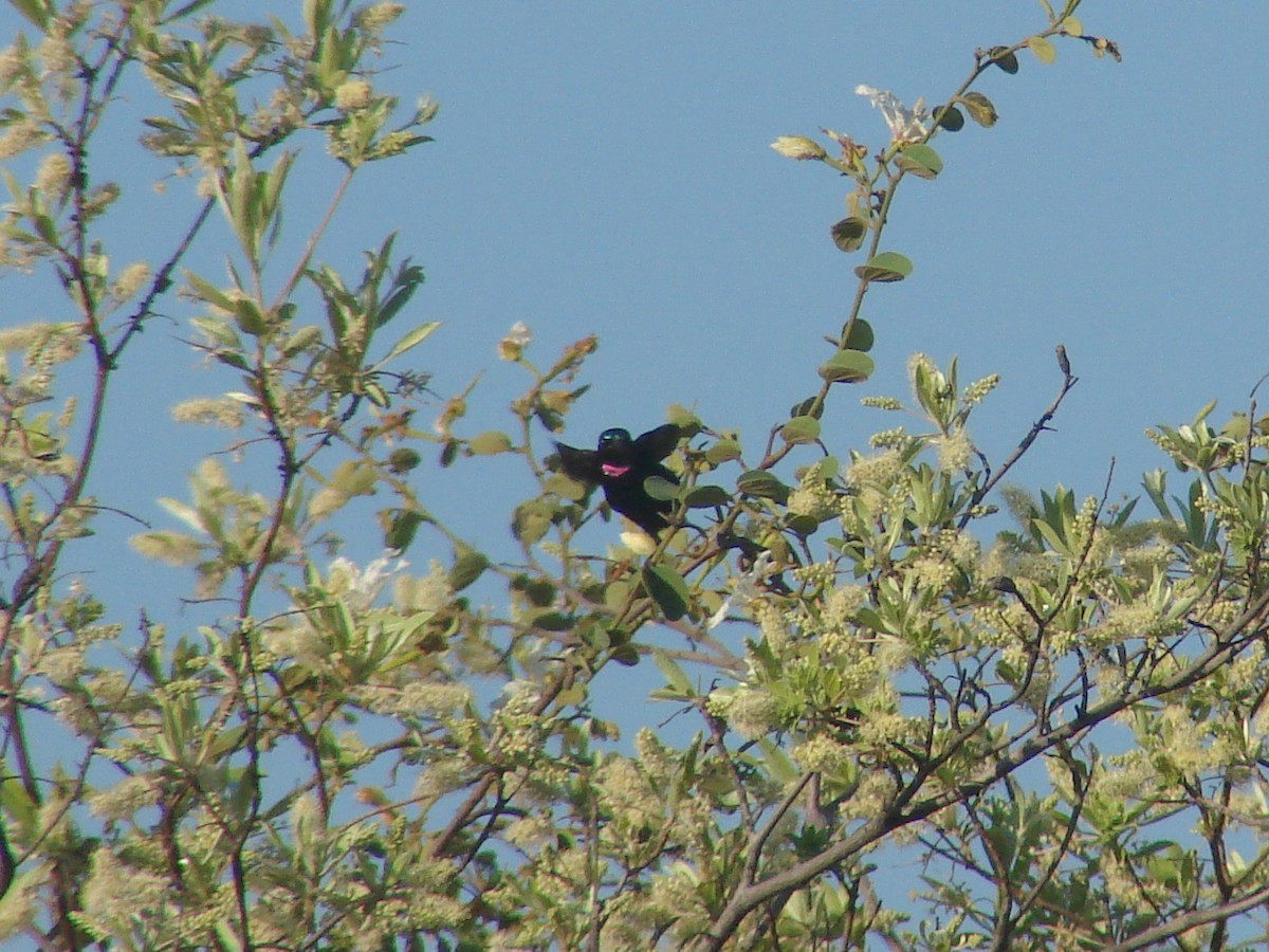Amethyst Sunbird - ML638232332