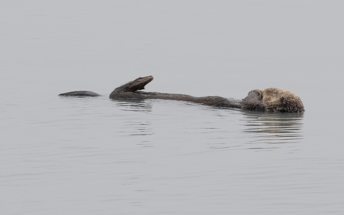 Sea Otter - ML638232333