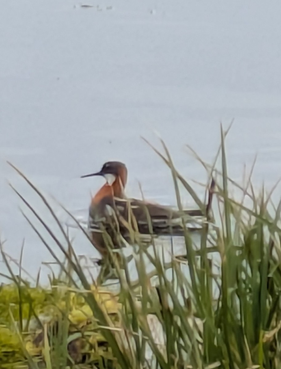 Red-necked Phalarope - ML638232354