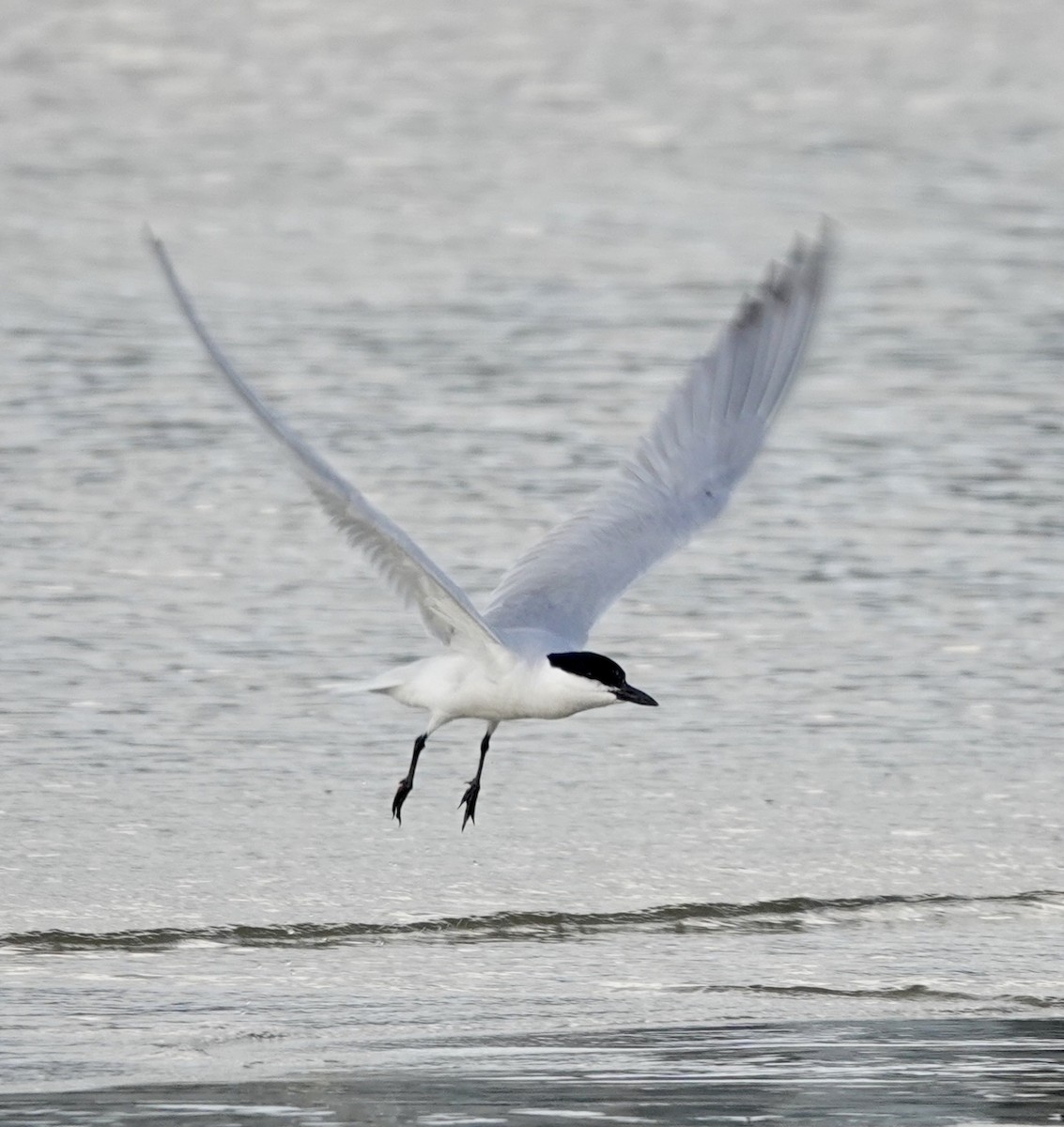 Gull-billed Tern - ML638232355