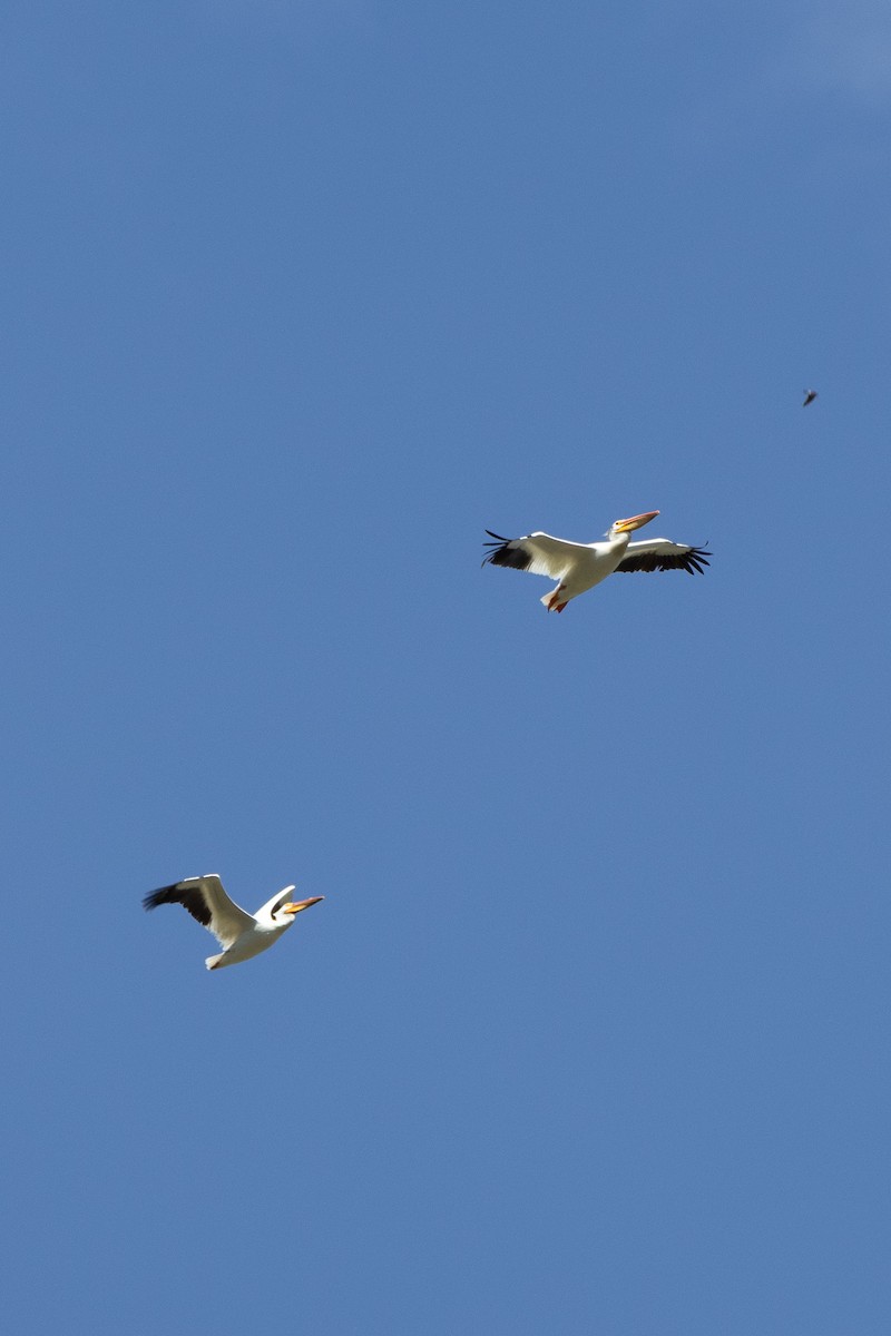 American White Pelican - ML638232357