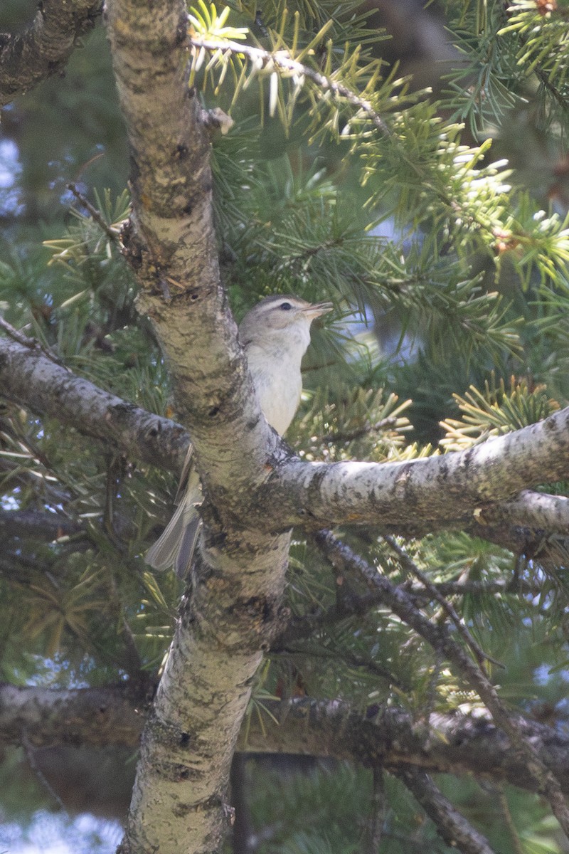 Western Warbling Vireo - ML638232358