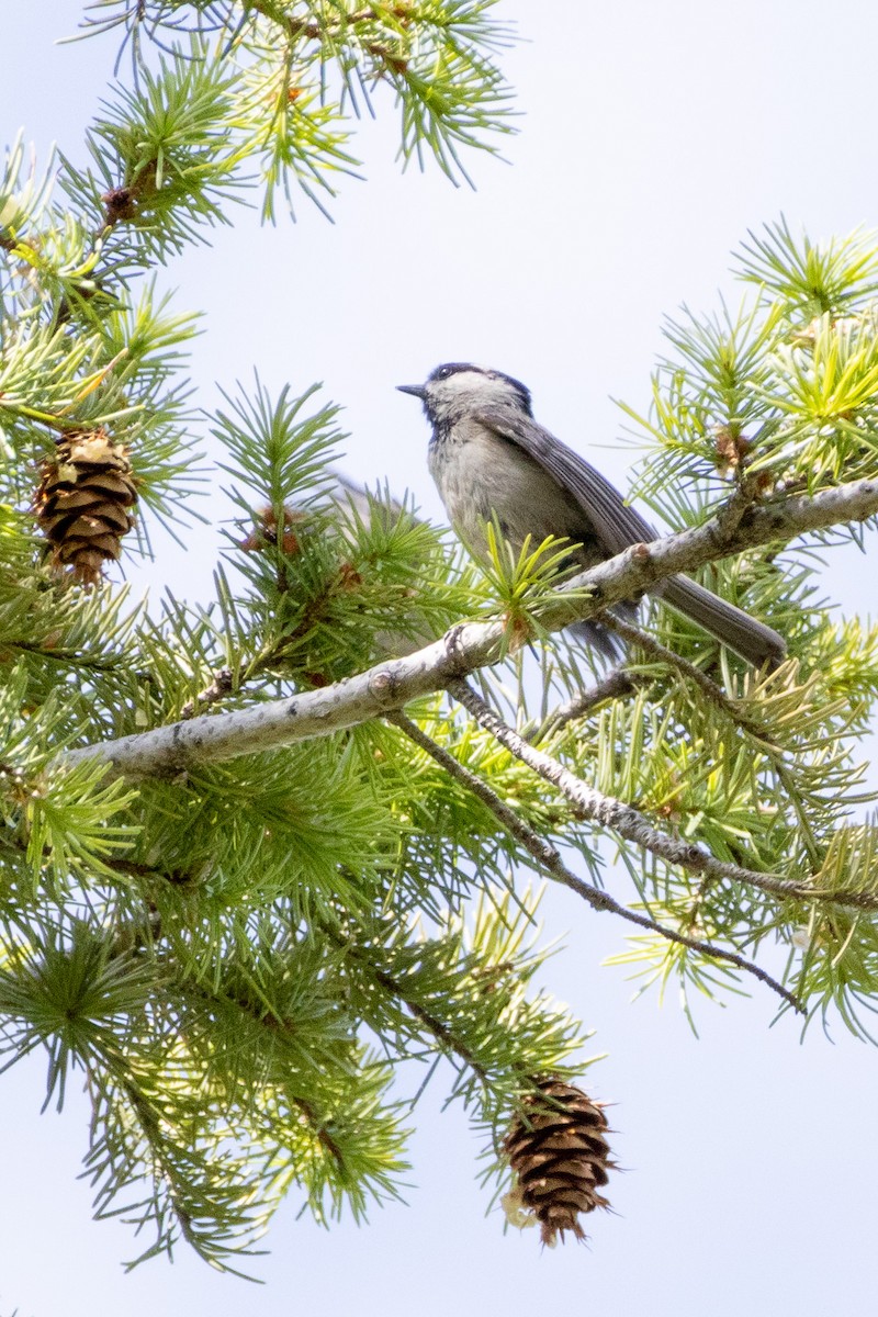 Mountain Chickadee - ML638232363