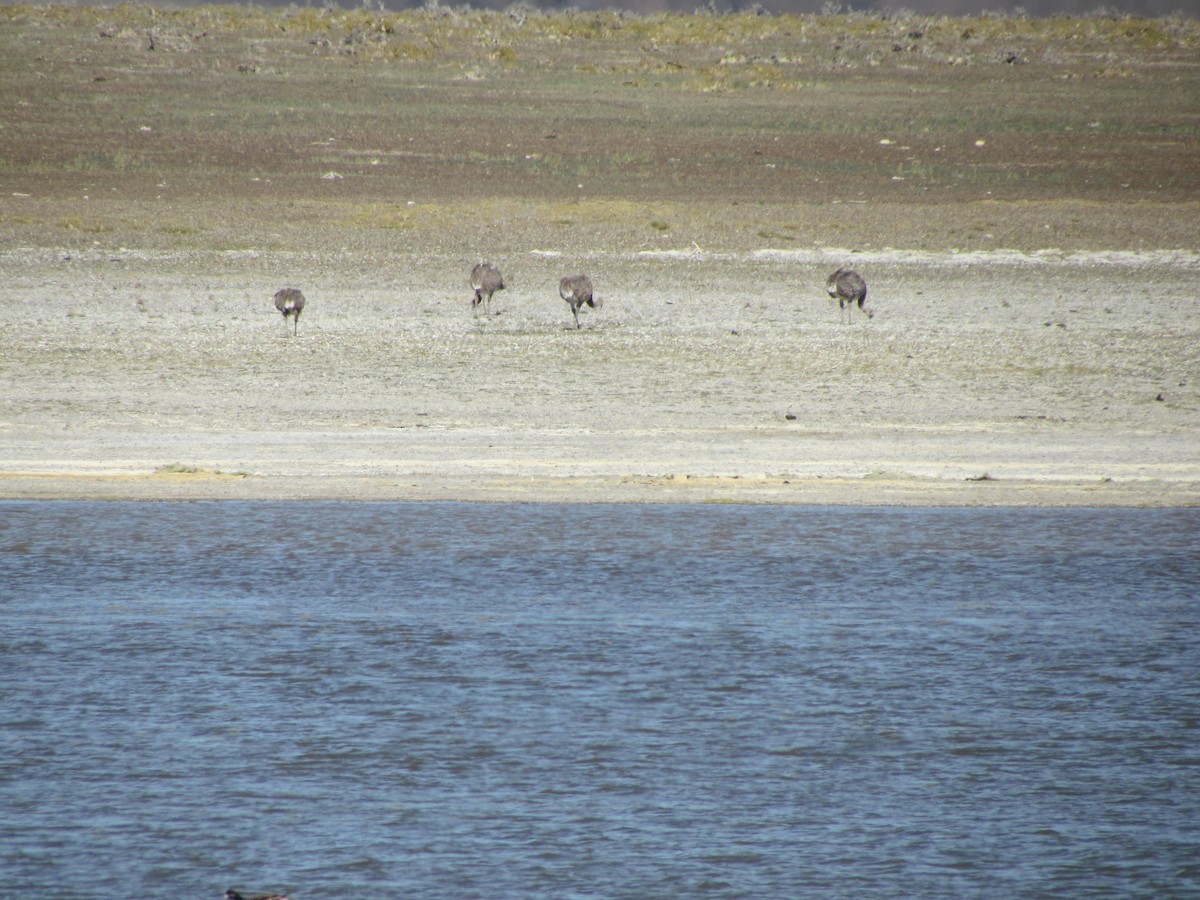 Lesser Rhea - ML638232367