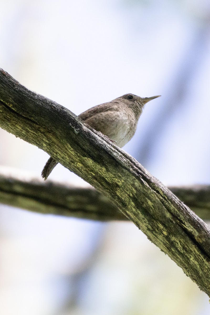 Northern House Wren - ML638232371