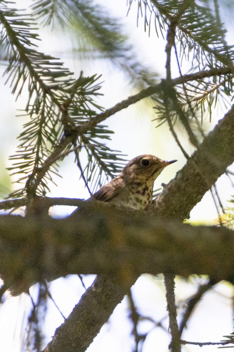 Swainson's Thrush - ML638232379