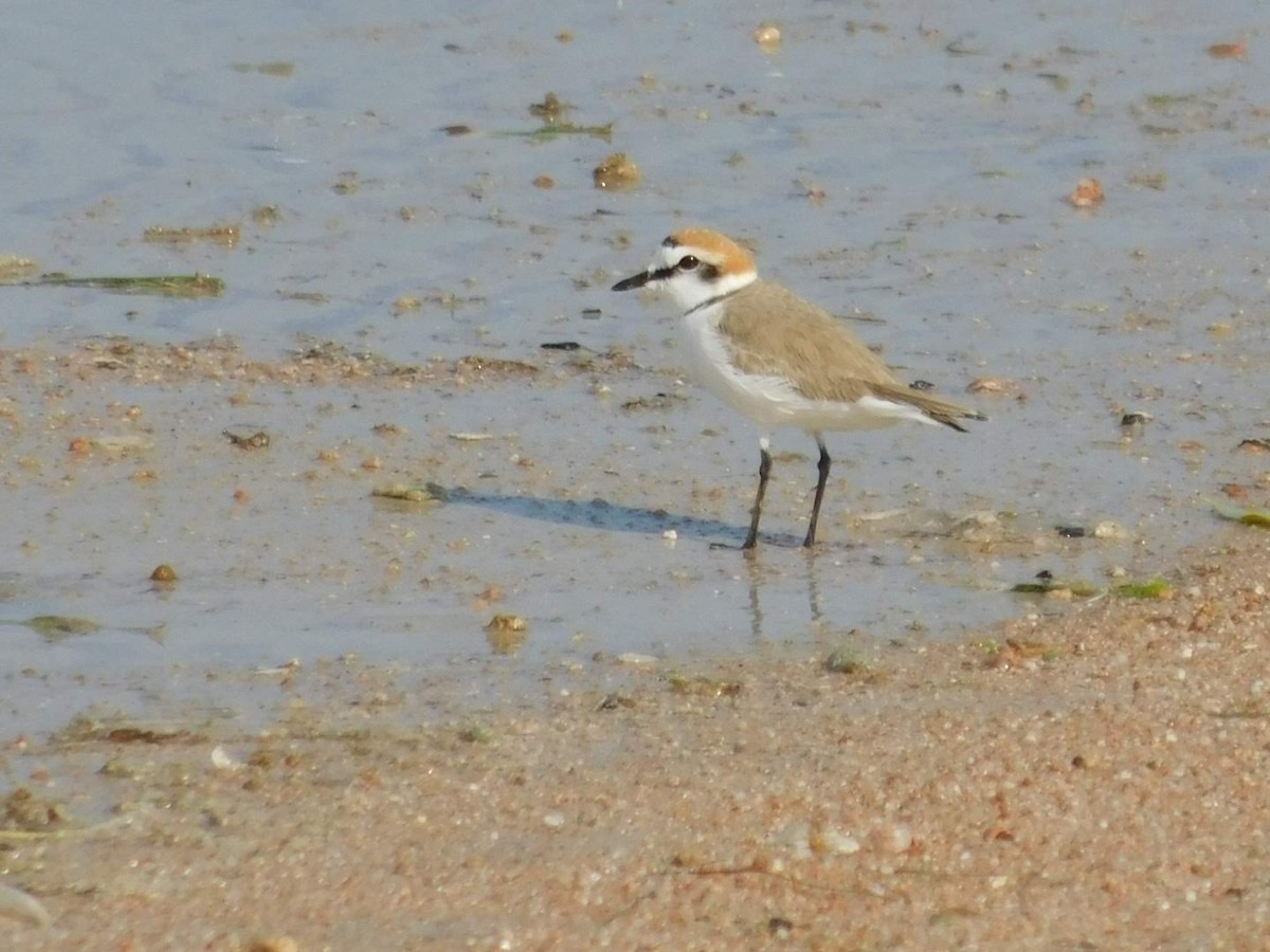 Kentish Plover - ML638232384