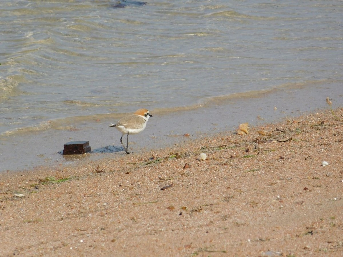Kentish Plover - ML638232385