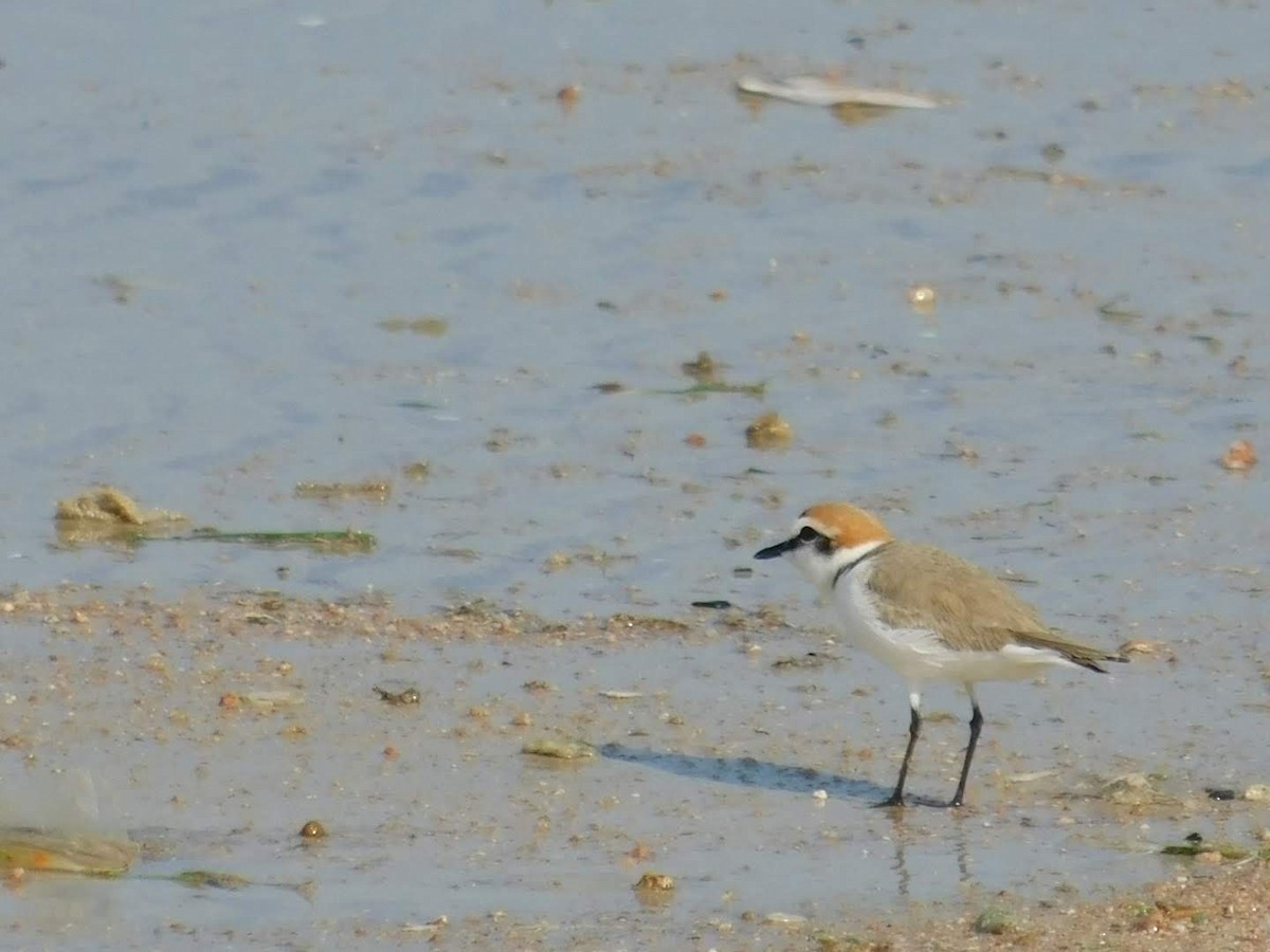 Kentish Plover - ML638232387