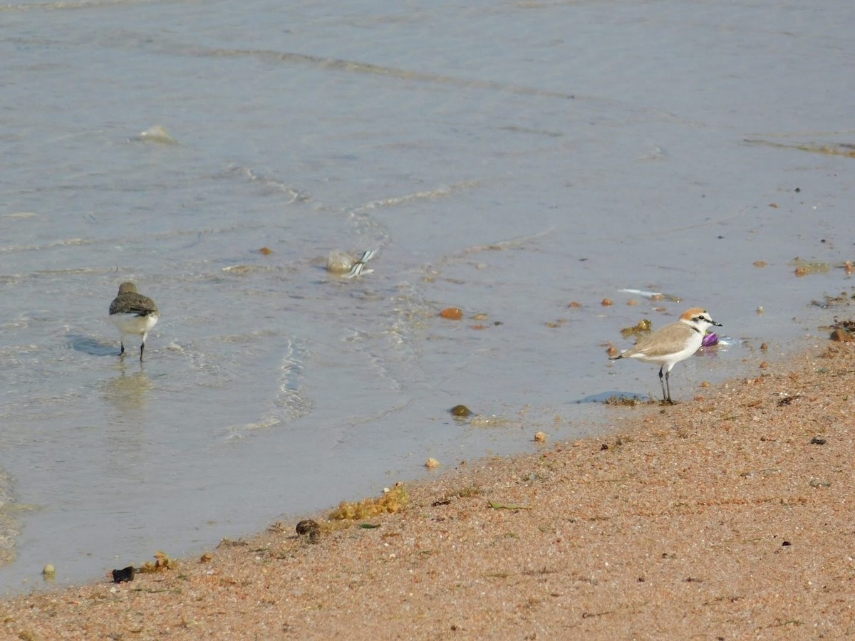 Kentish Plover - ML638232388