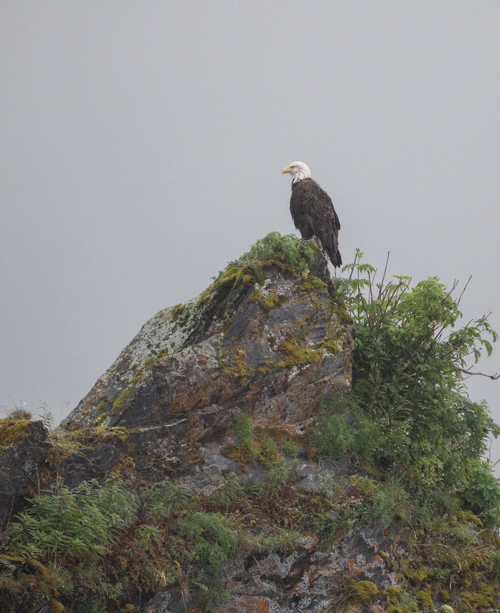 orel bělohlavý - ML638232395