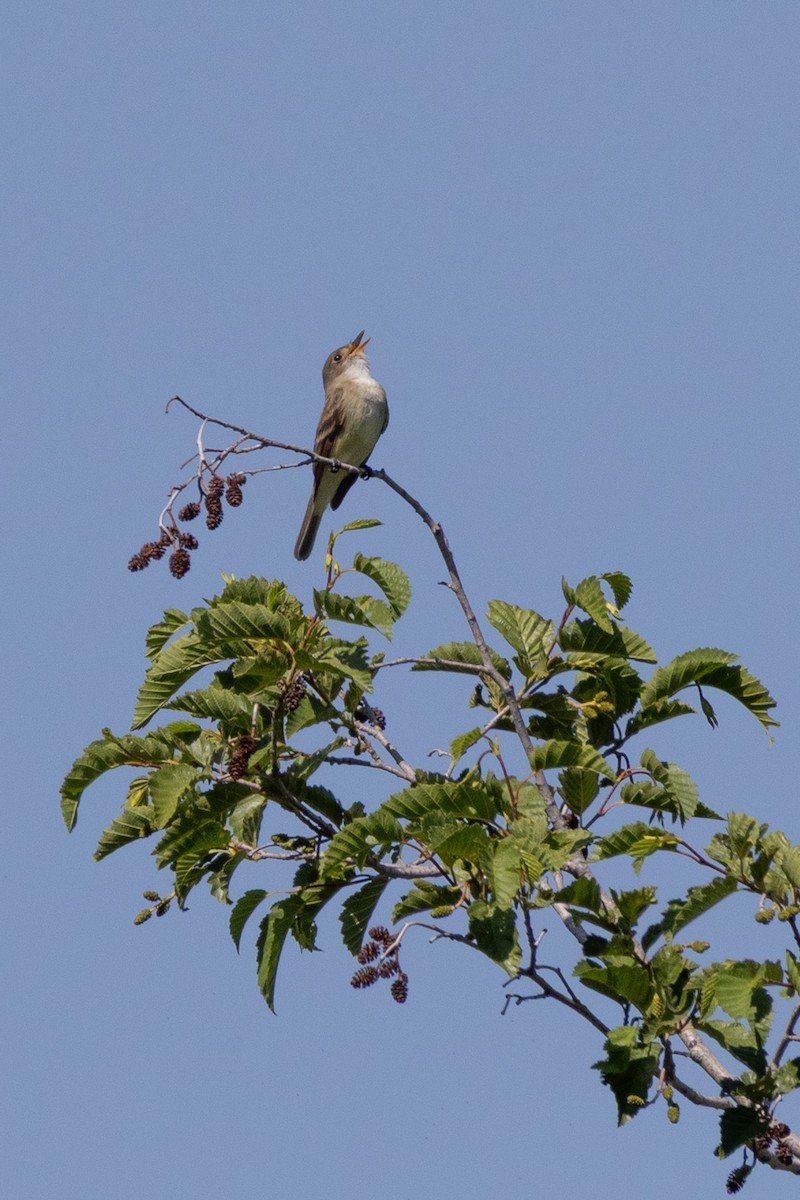 Willow Flycatcher - ML638232396
