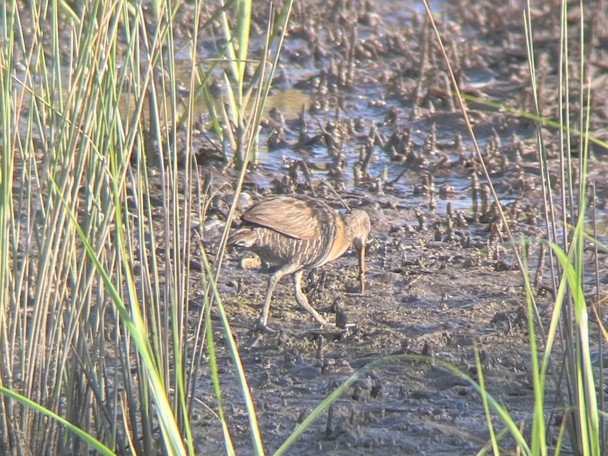 Clapper Rail (Gulf Coast) - ML638232398