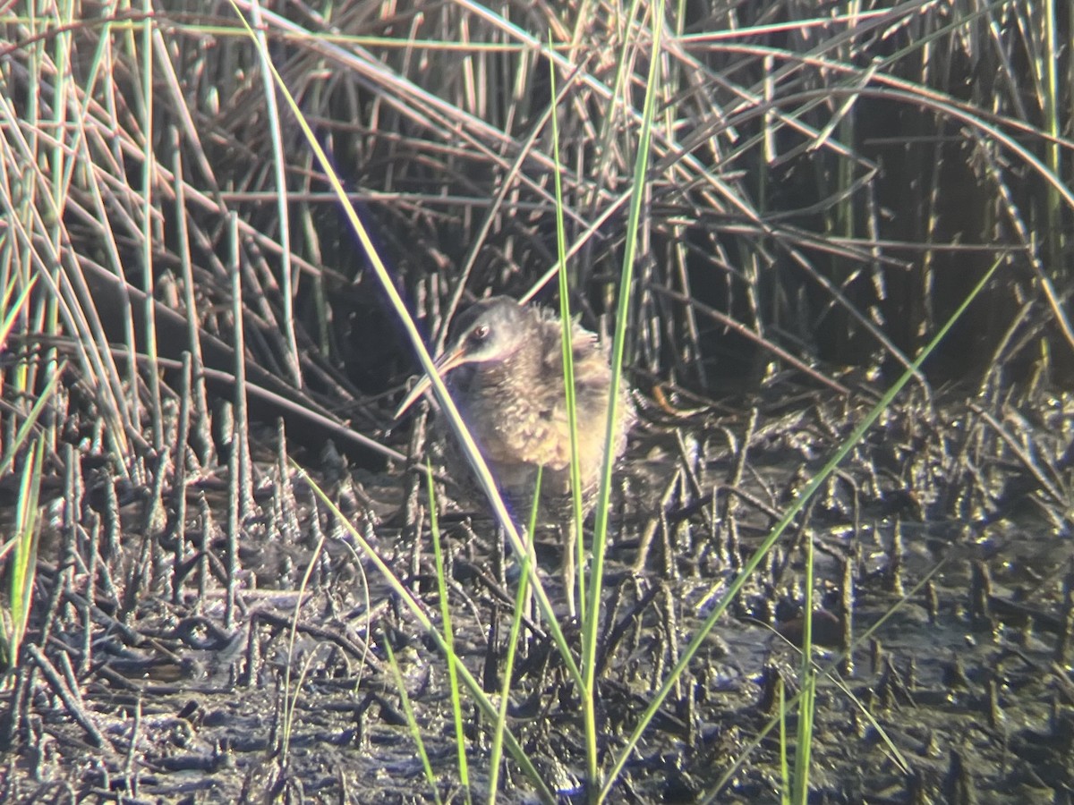 Clapper Rail (Gulf Coast) - ML638232399