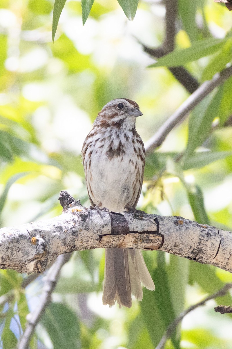 Song Sparrow - ML638232403