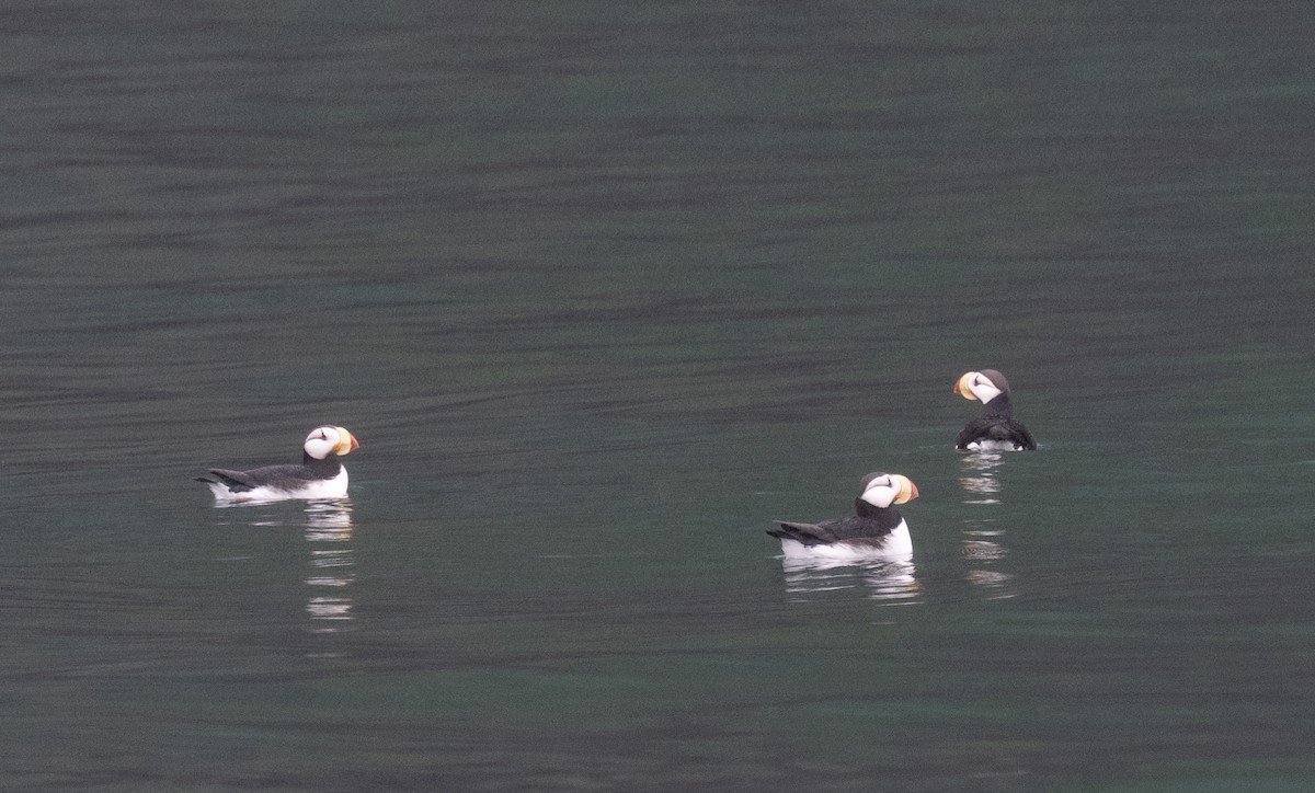 Horned Puffin - ML638232404