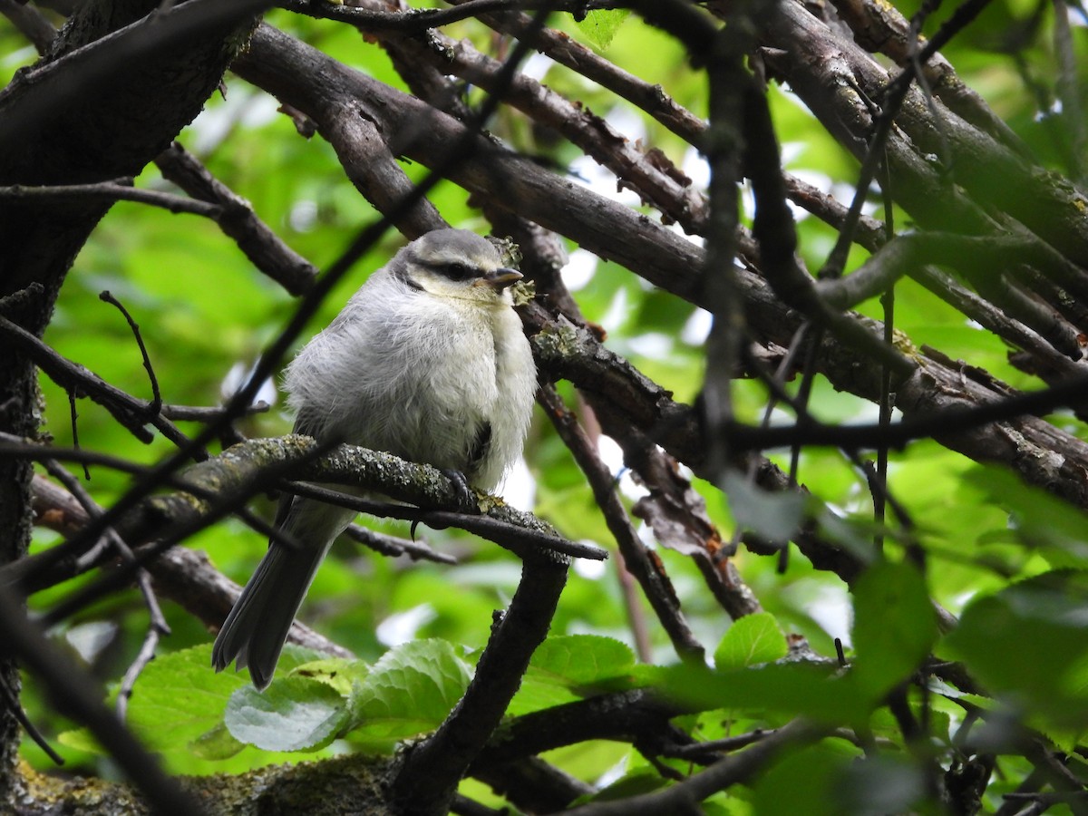 Eurasian Blue Tit - ML638232407
