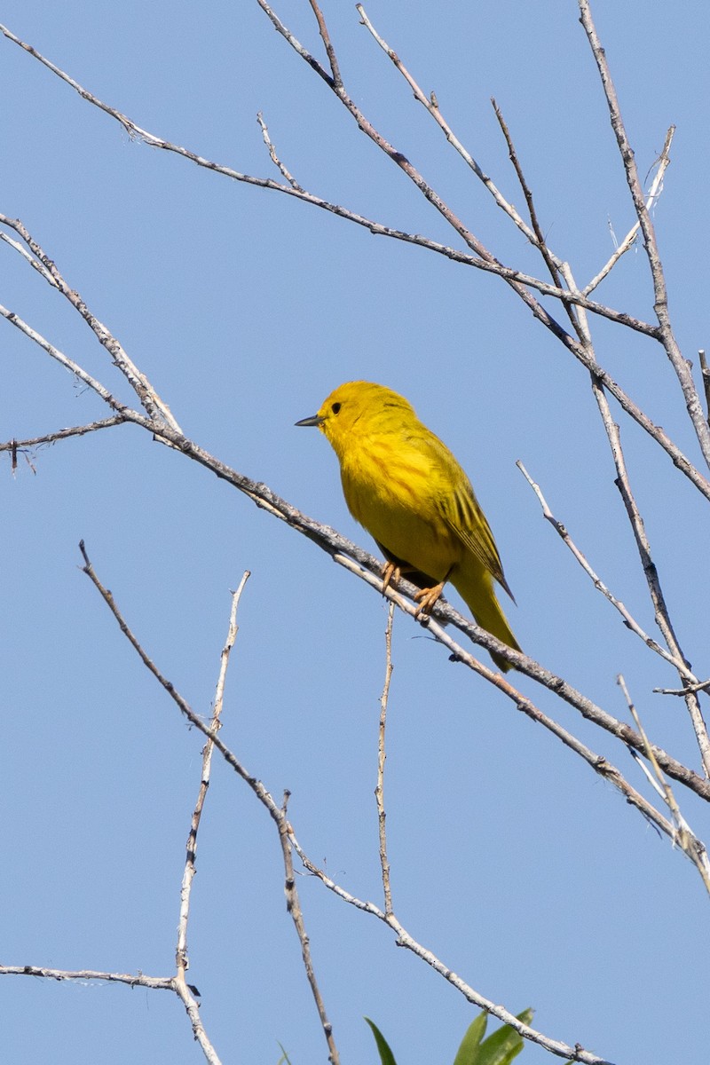Northern Yellow Warbler - ML638232408