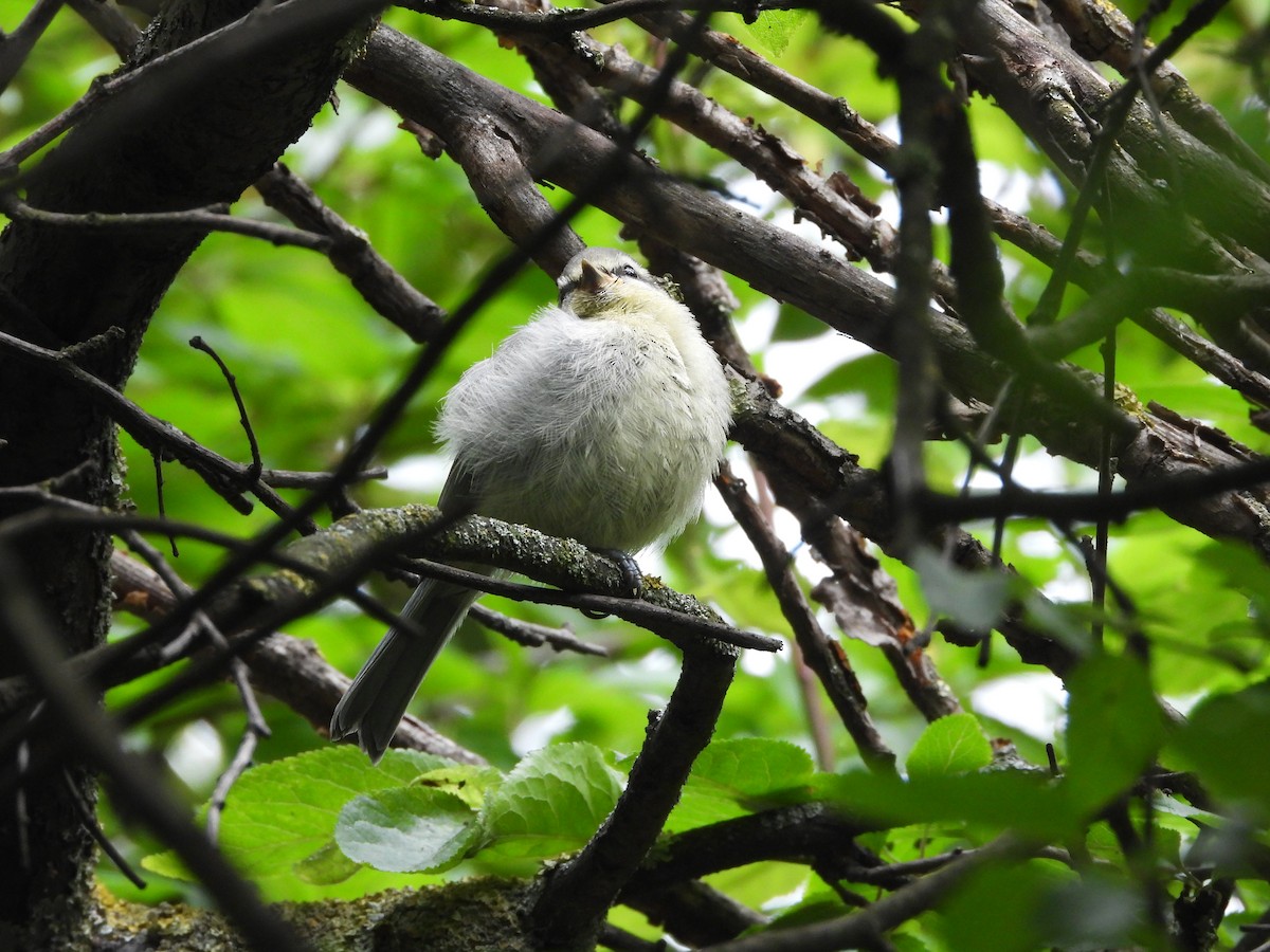 Eurasian Blue Tit - ML638232409