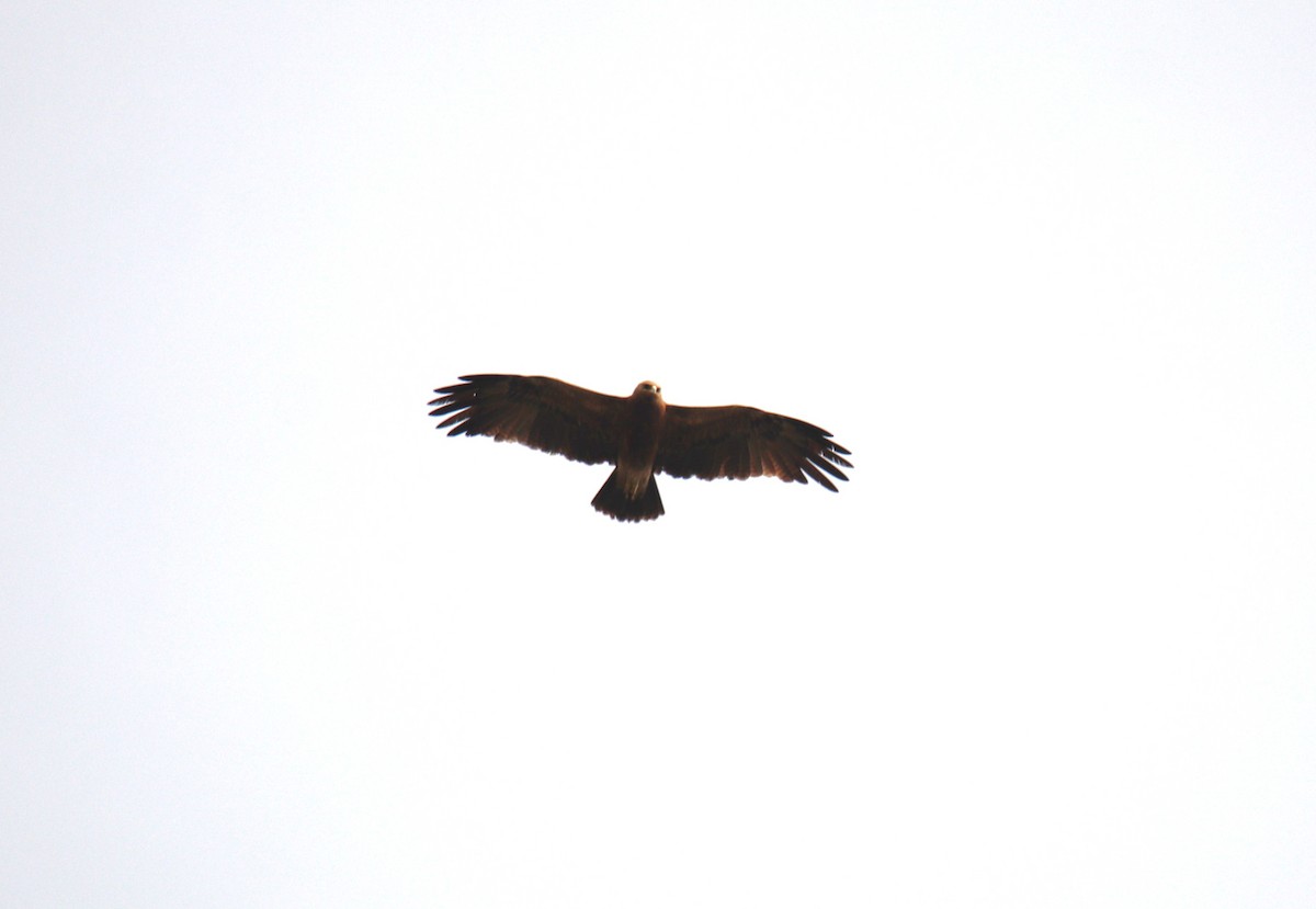 Indian Spotted Eagle - ML638232410