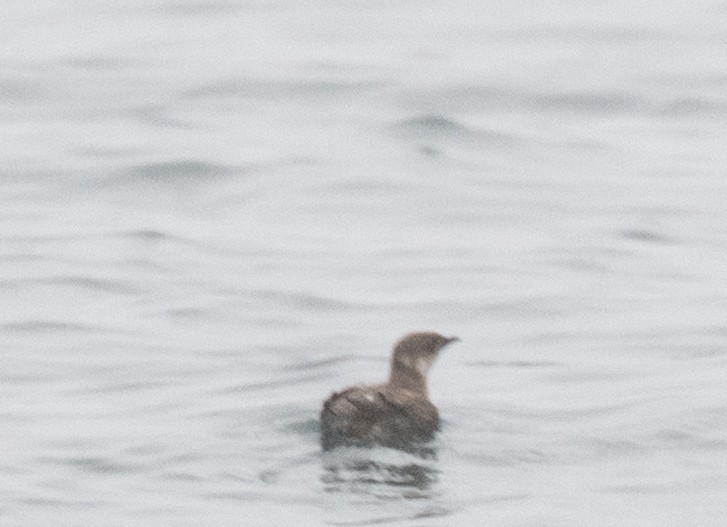 Marbled Murrelet - ML638232411