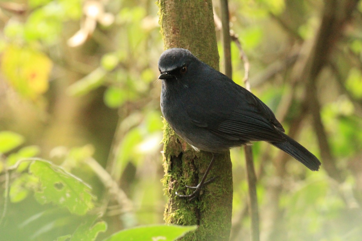 White-bellied Sholakili - ML638232413