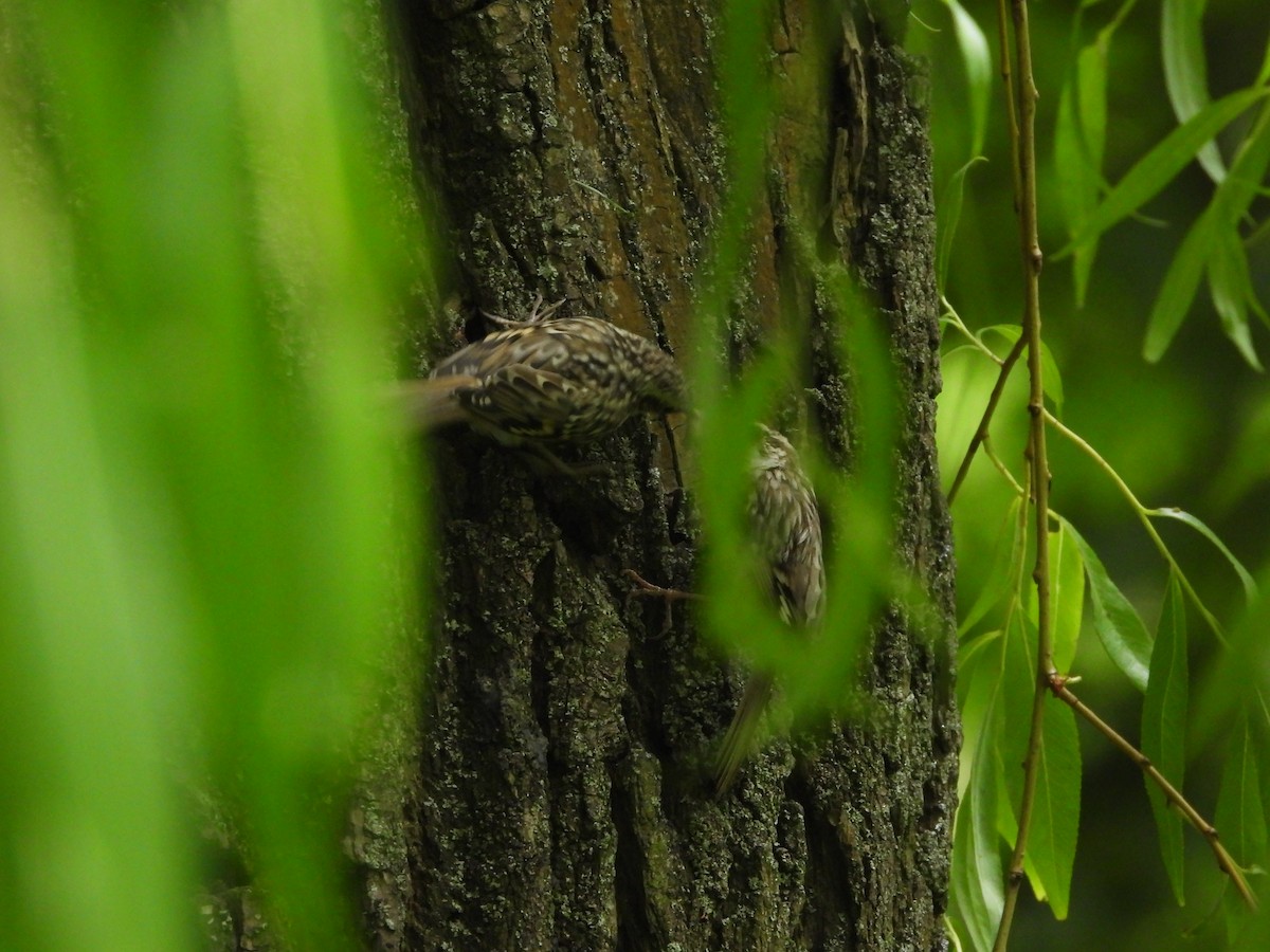 Short-toed Treecreeper - ML638232418