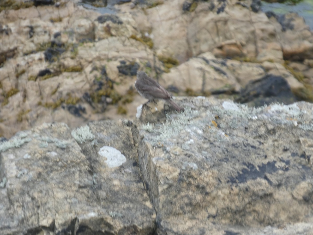 Rock Pipit - ML638232422