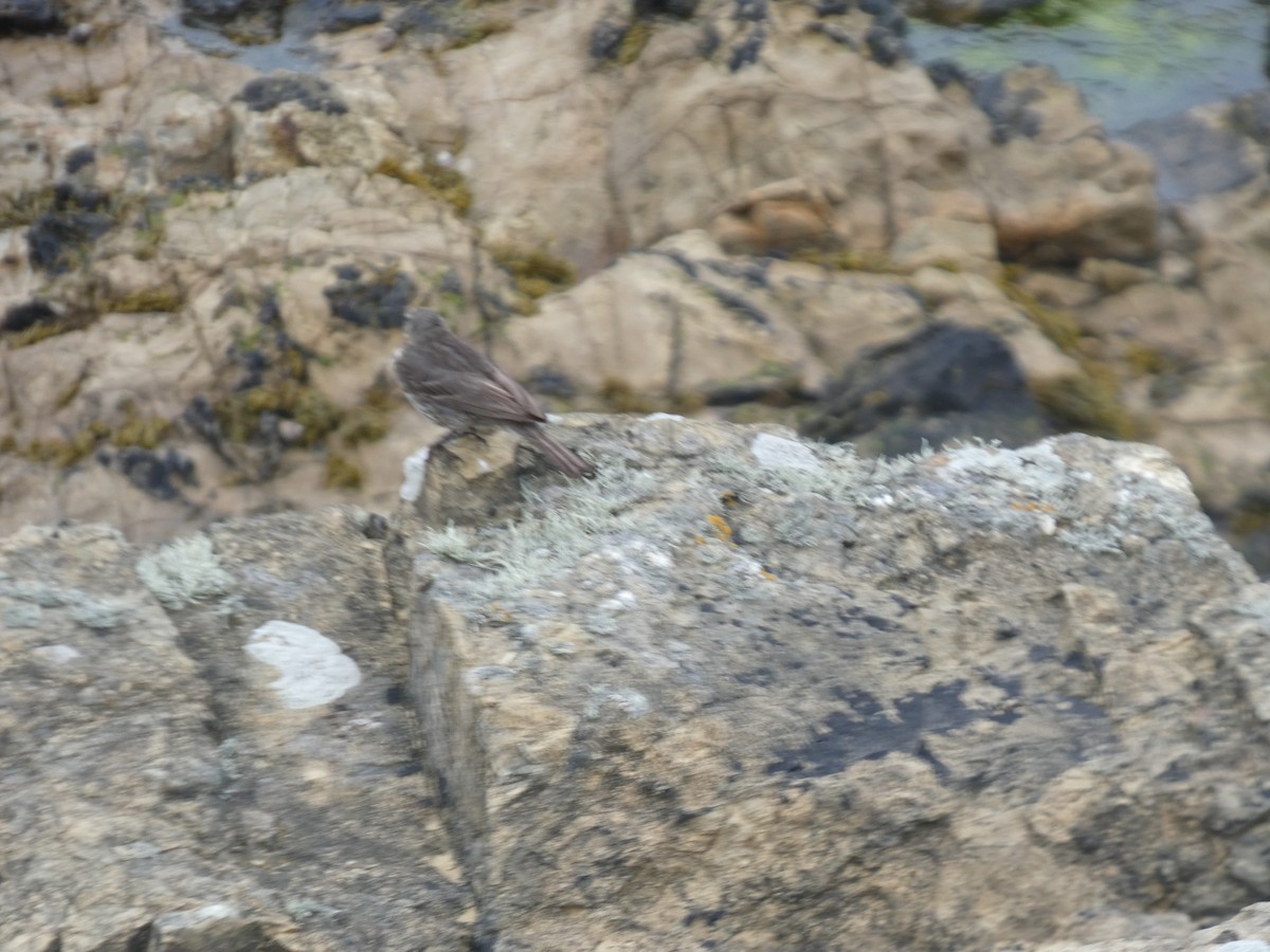 Rock Pipit - ML638232437