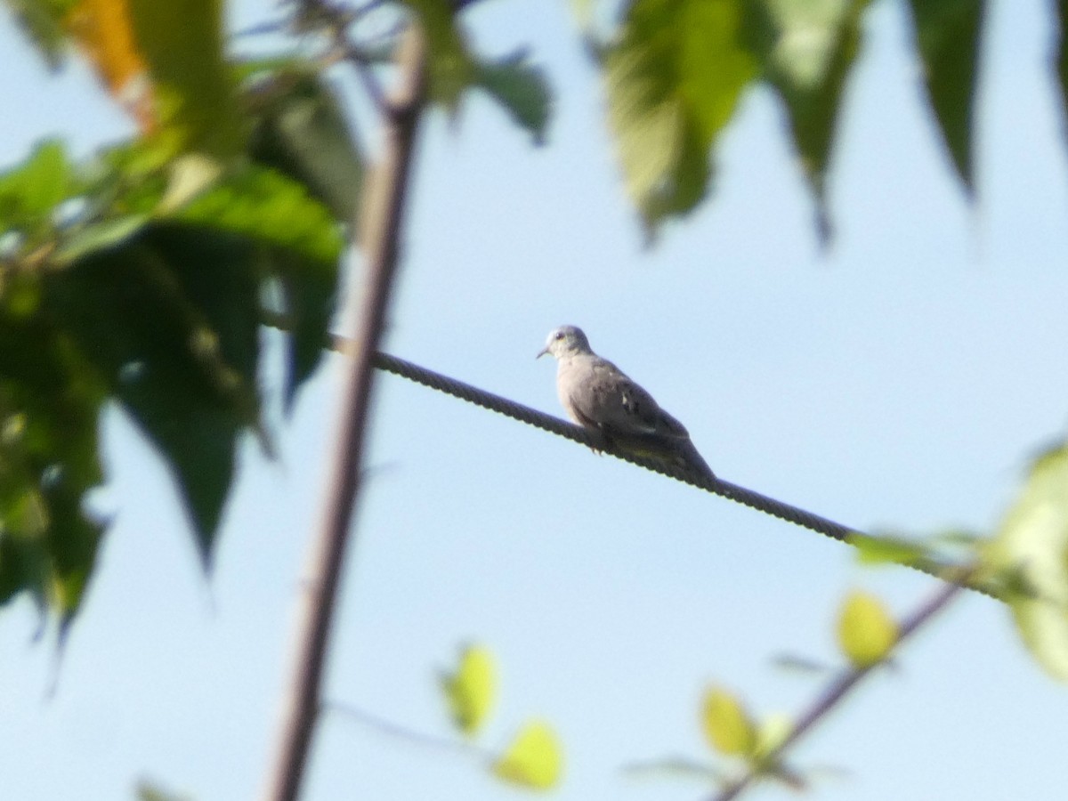 Plain-breasted Ground Dove - ML638232440