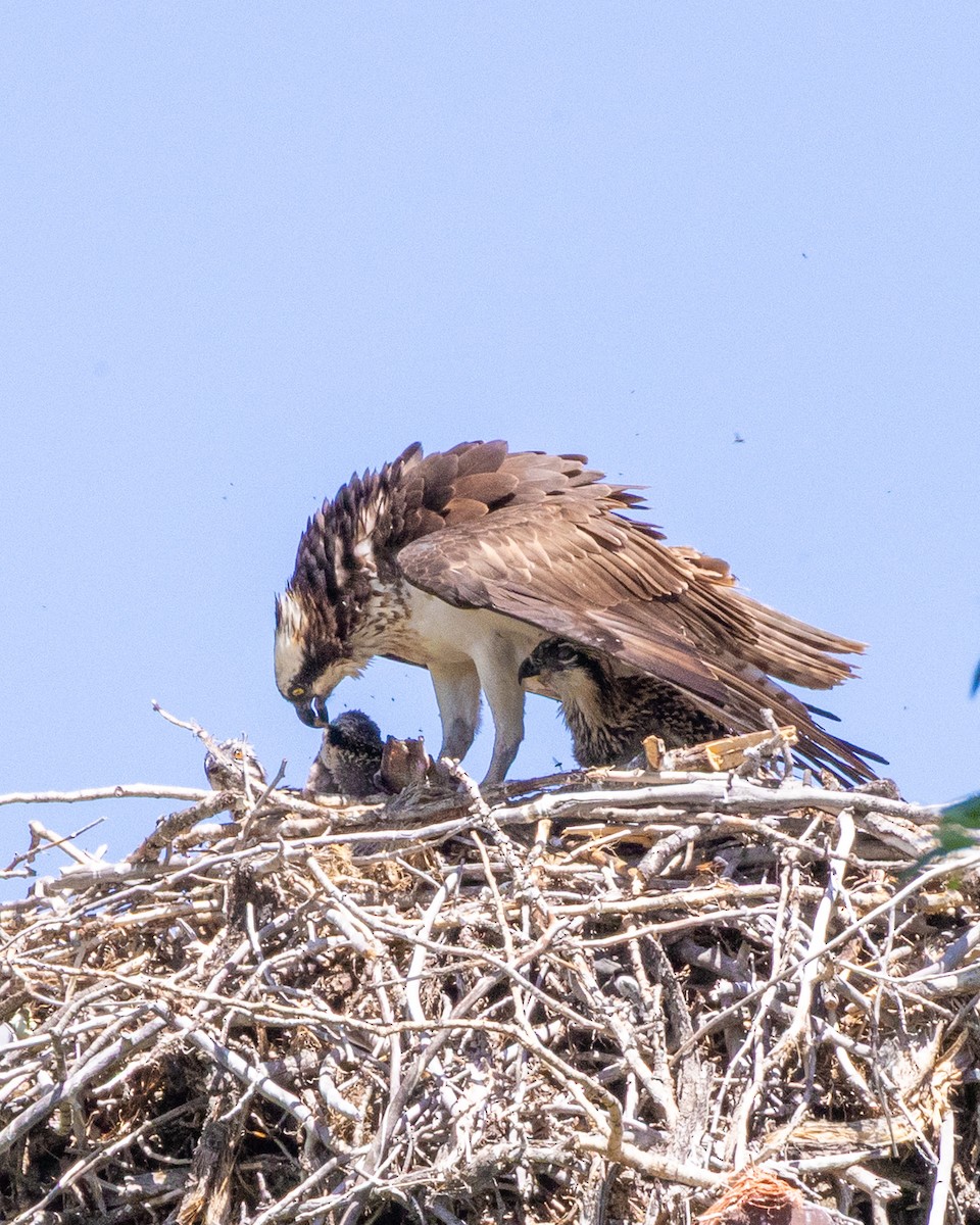 Osprey - ML638232443