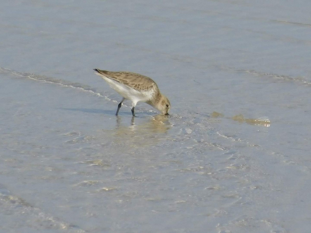 Dunlin - ML638232451