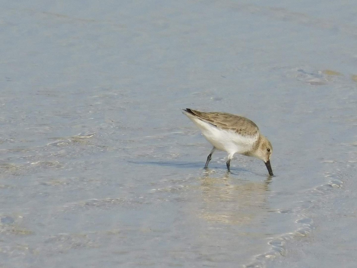 Dunlin - ML638232452