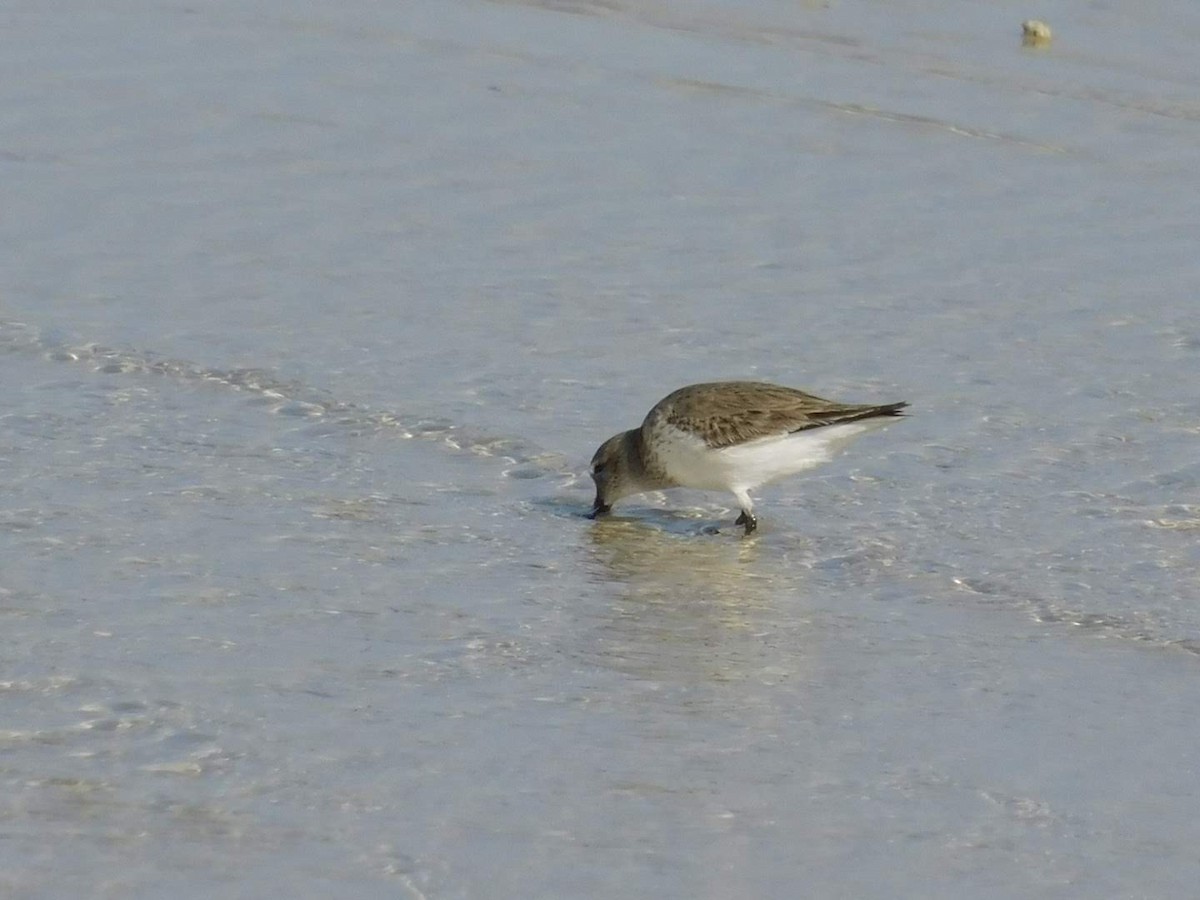 Dunlin - ML638232453