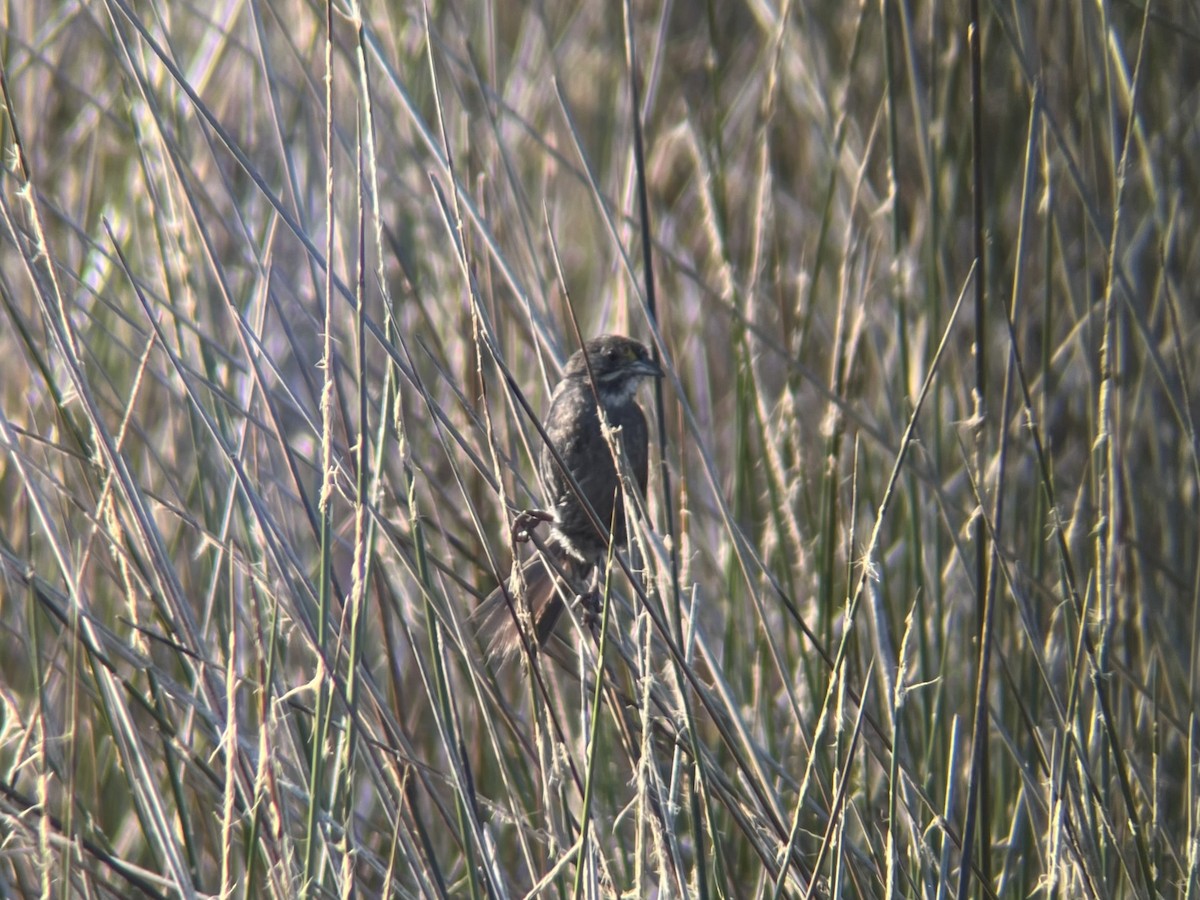 Seaside Sparrow (Gulf of Mexico) - ML638232455
