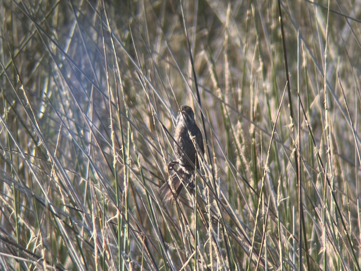 Seaside Sparrow (Gulf of Mexico) - ML638232456