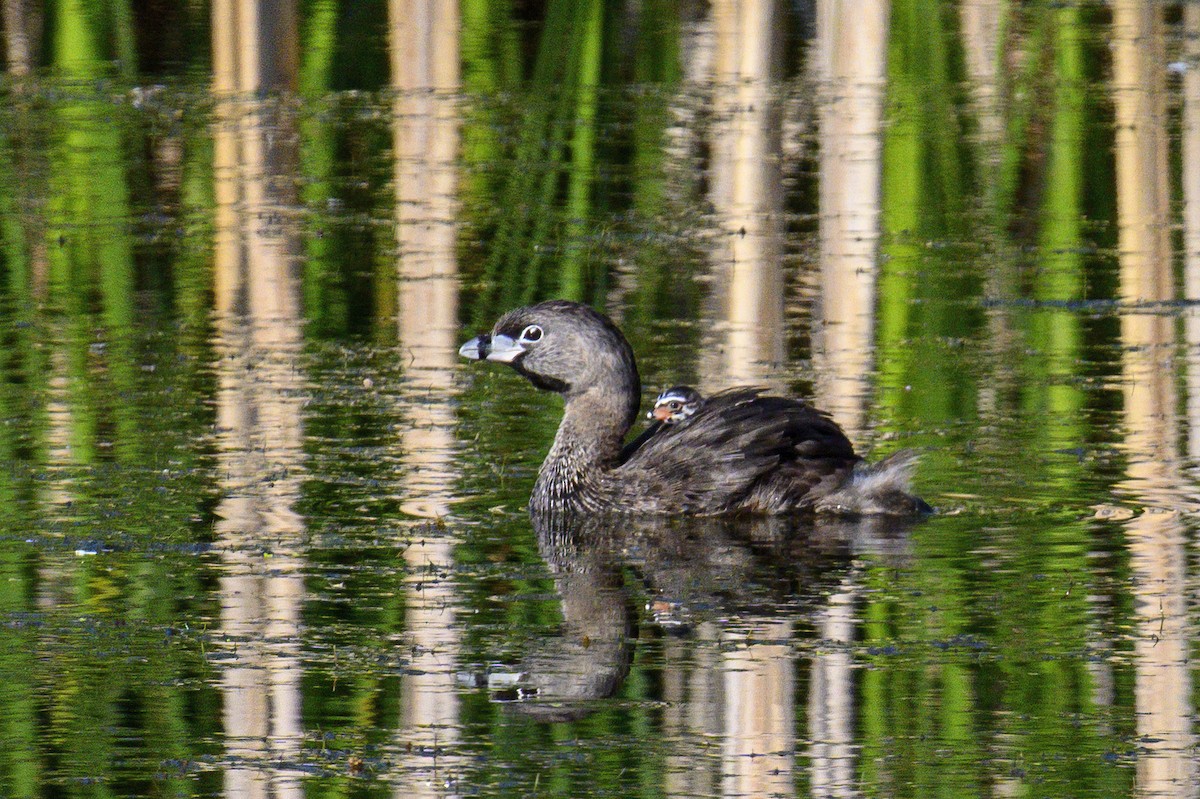 Pied-billed Grebe - ML638232458