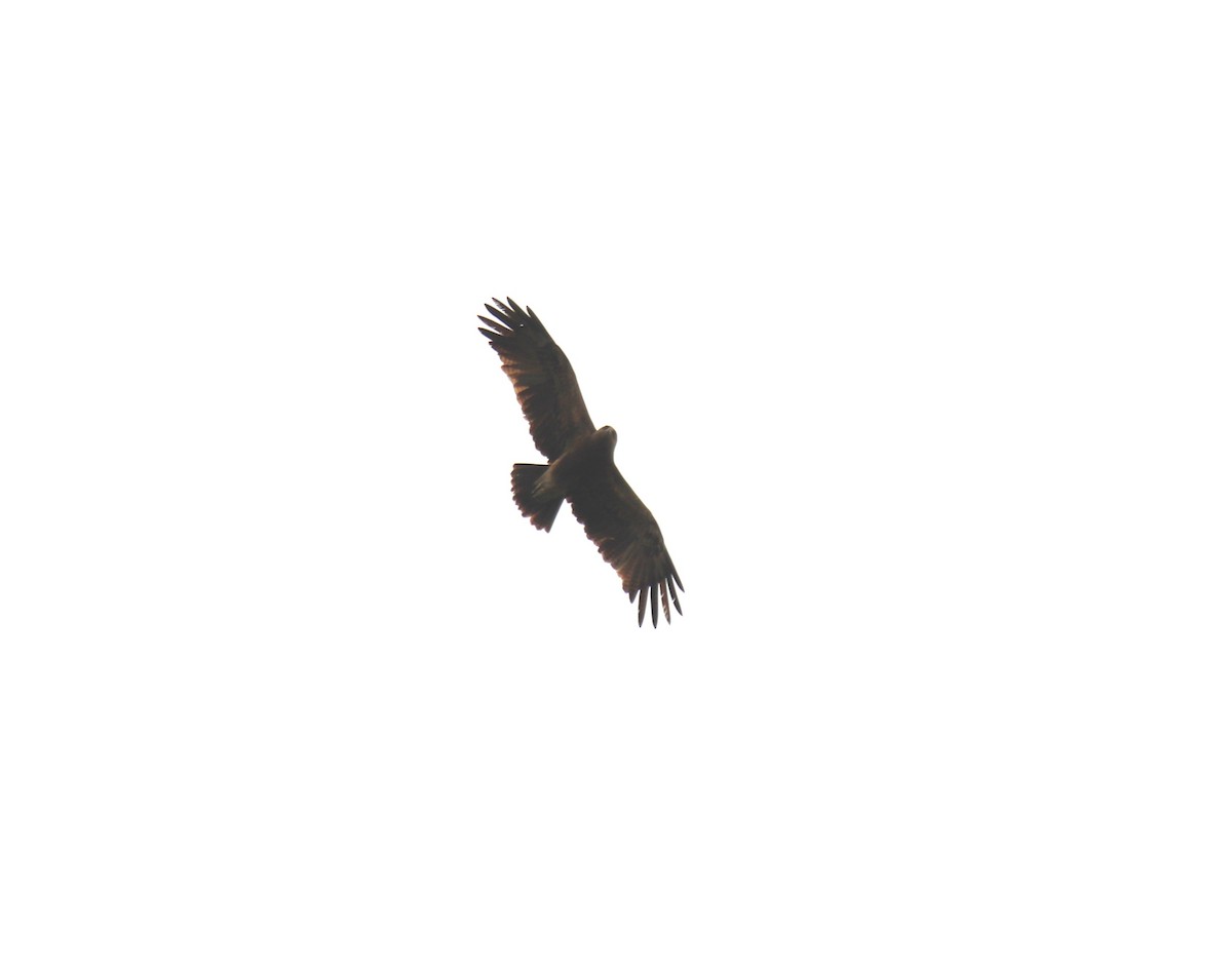 Indian Spotted Eagle - ML638232459