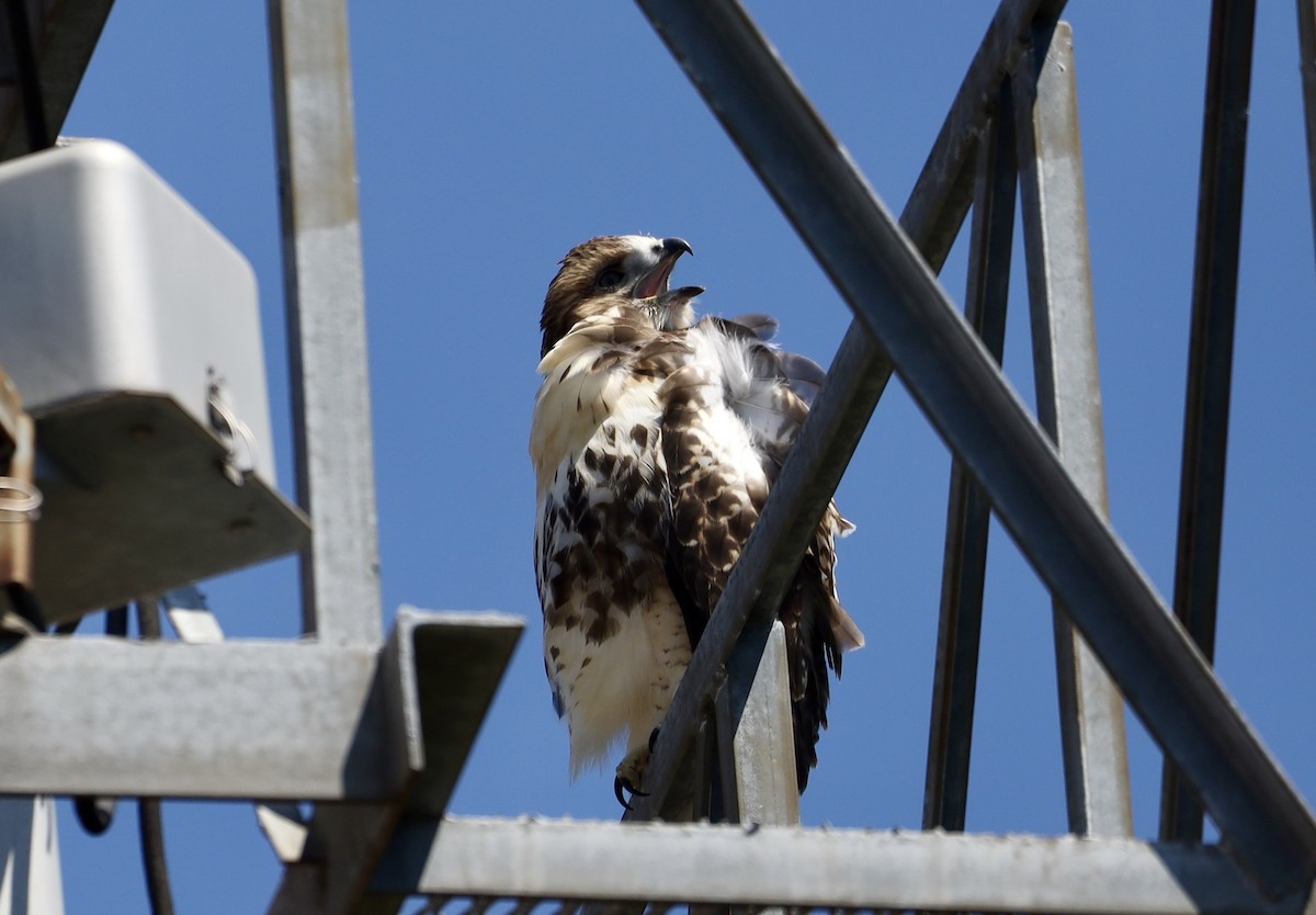 Red-tailed Hawk - ML638232461