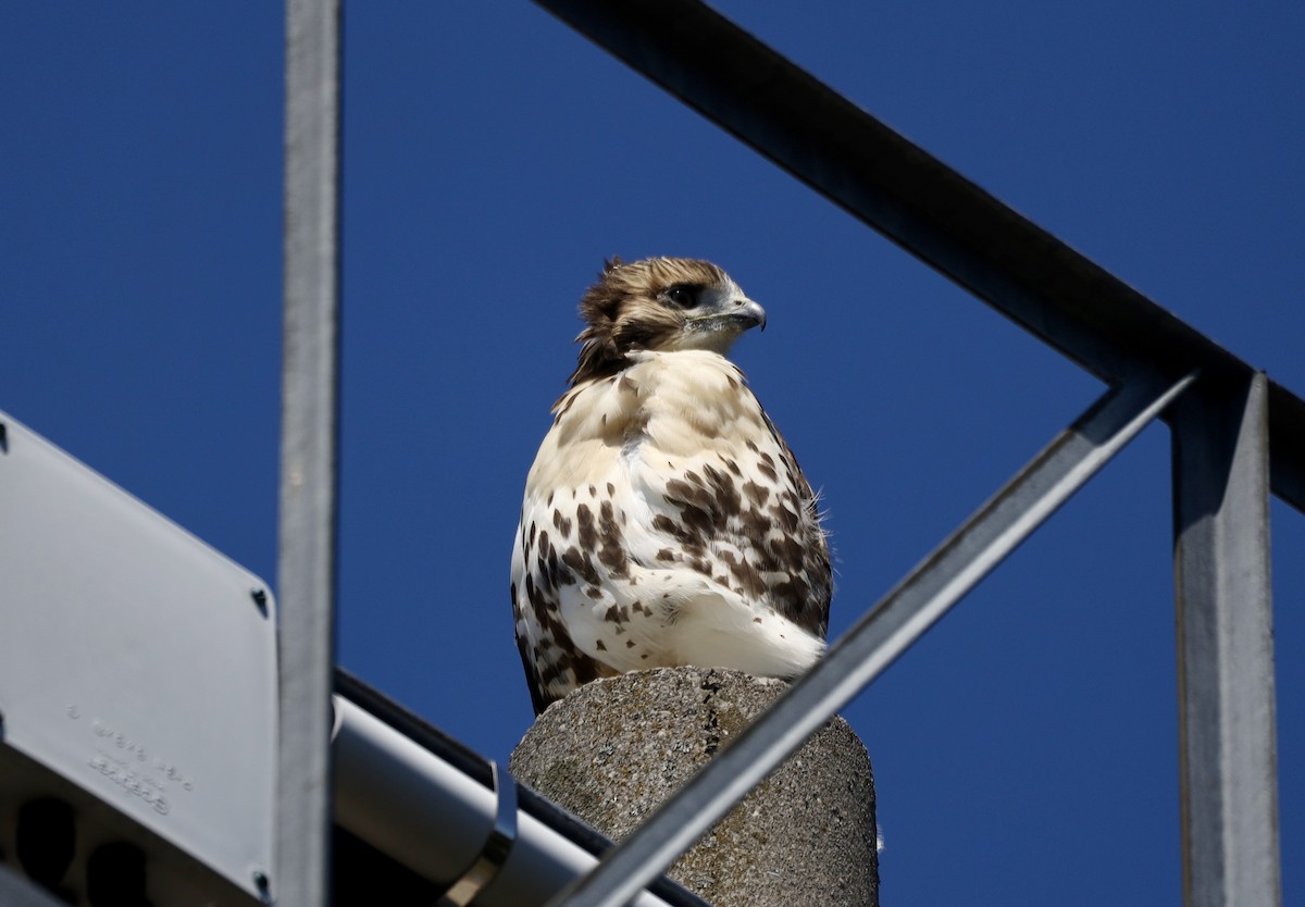 Red-tailed Hawk - ML638232463