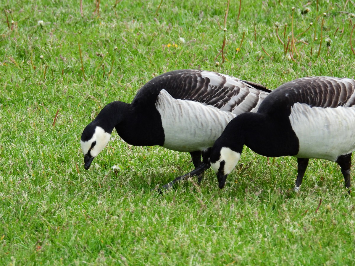 Barnacle Goose - ML638232464