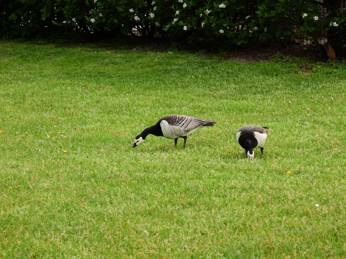 Barnacle Goose - ML638232465