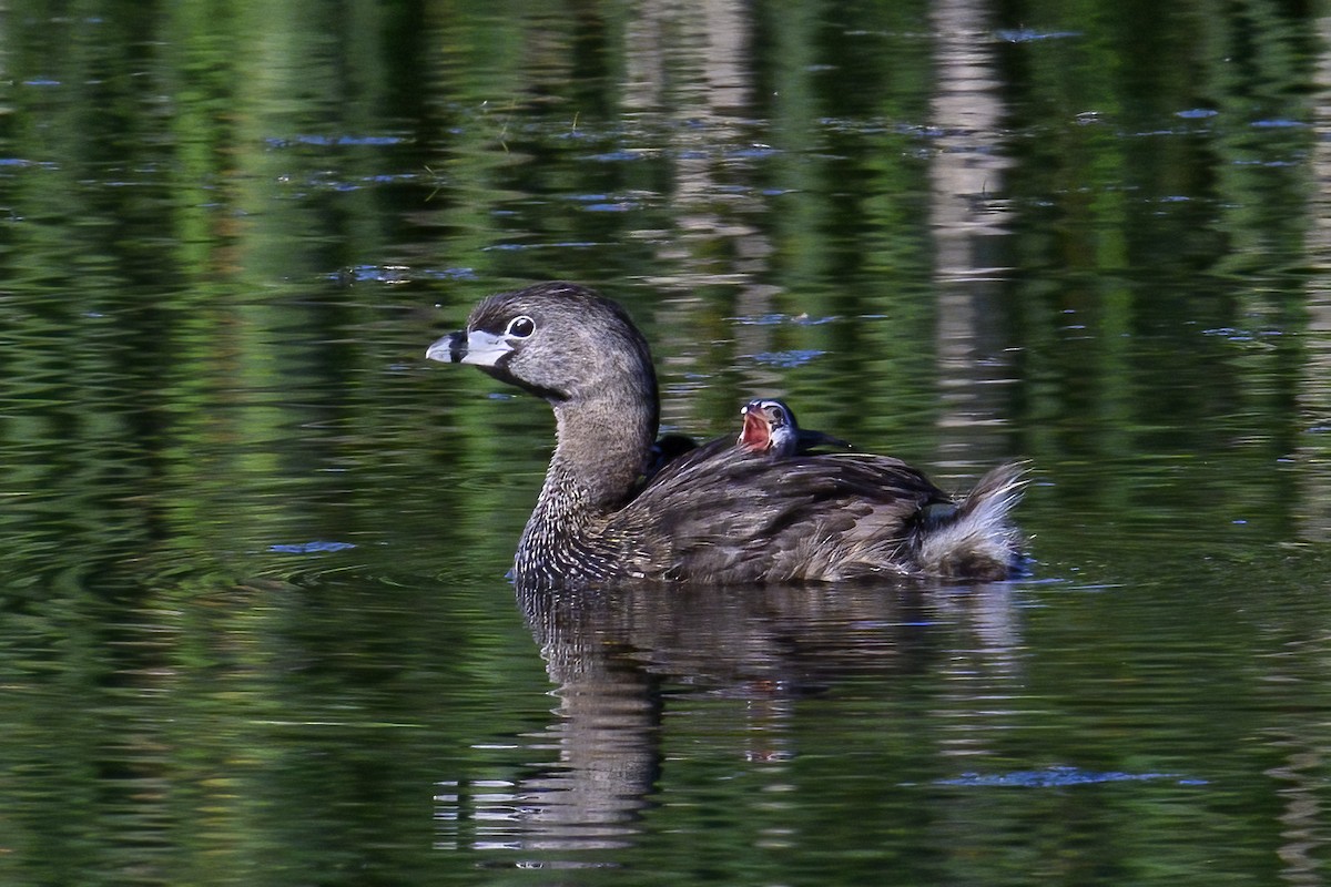Pied-billed Grebe - ML638232467