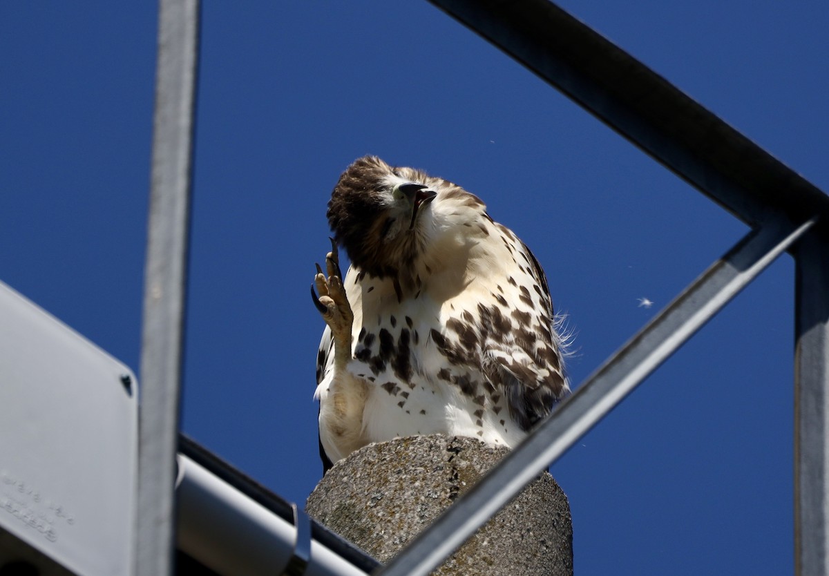 Red-tailed Hawk - ML638232475