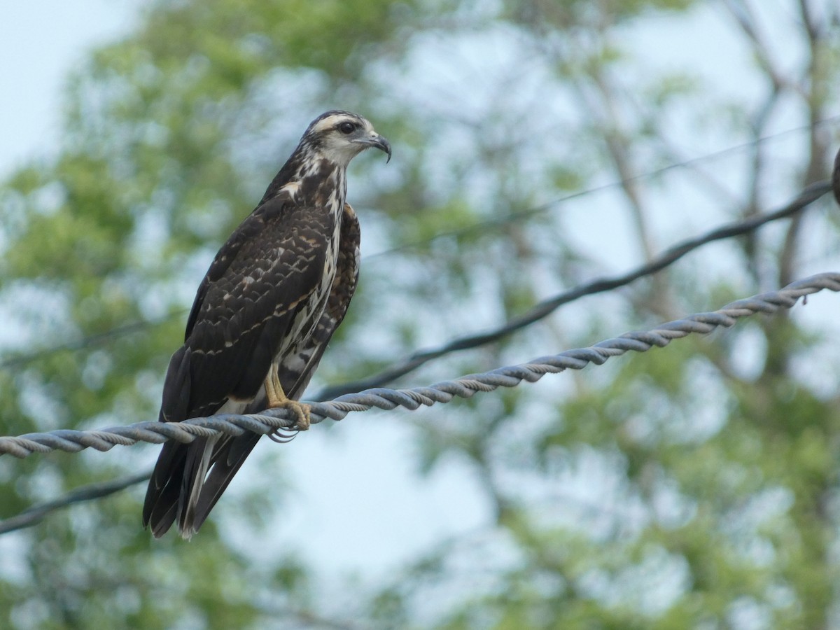 Snail Kite - ML638232477