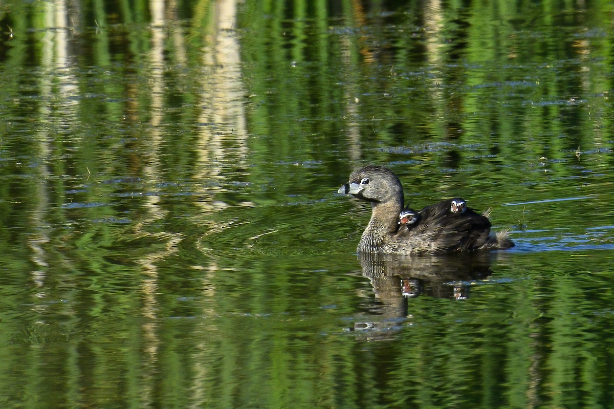 Pied-billed Grebe - ML638232478