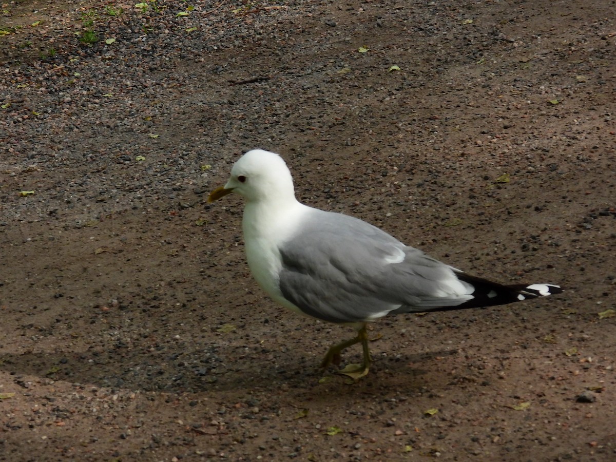Common Gull - ML638232479